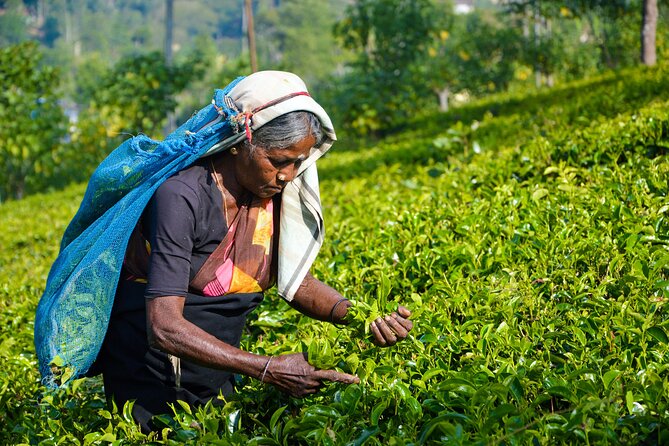 Hand-plucking fresh tea leaves on a lush Ceylon tea plantation in Ella