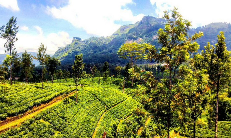 Rolling terraced Ceylon tea plantations and mountain ranges in Ella, Sri Lanka